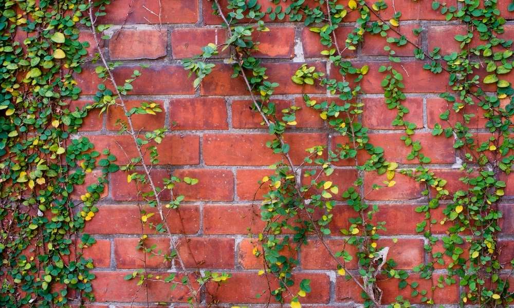 Create a plant wall
