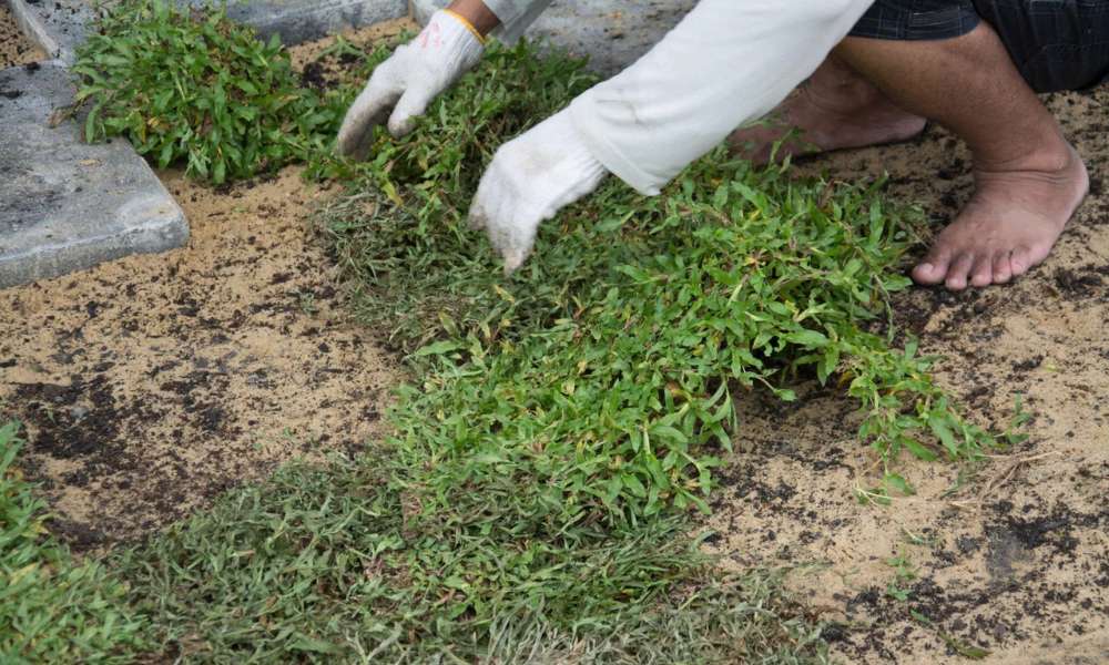 How To Repair Grub Damaged Lawn